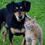 cat_and_dog